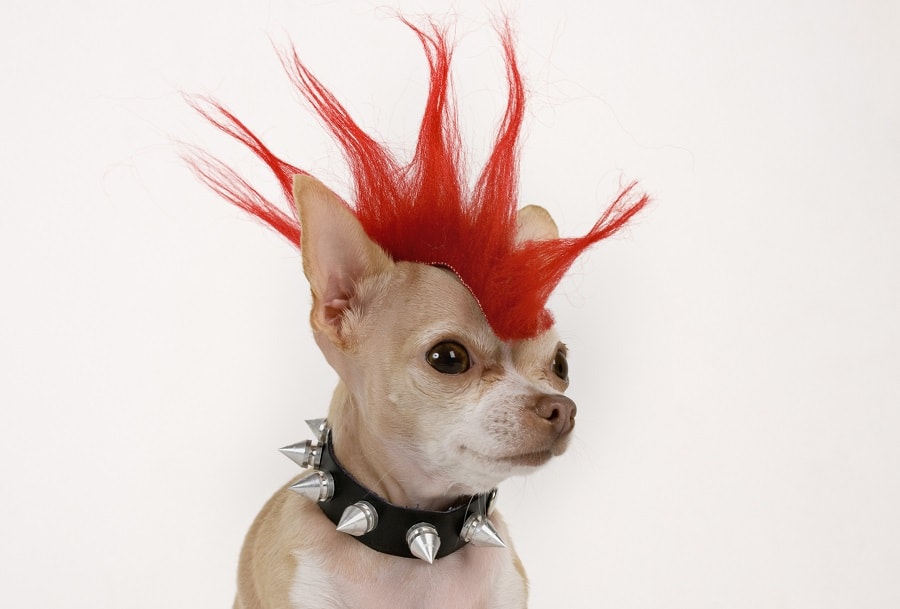 A spiky hairstyle is bad for dogs