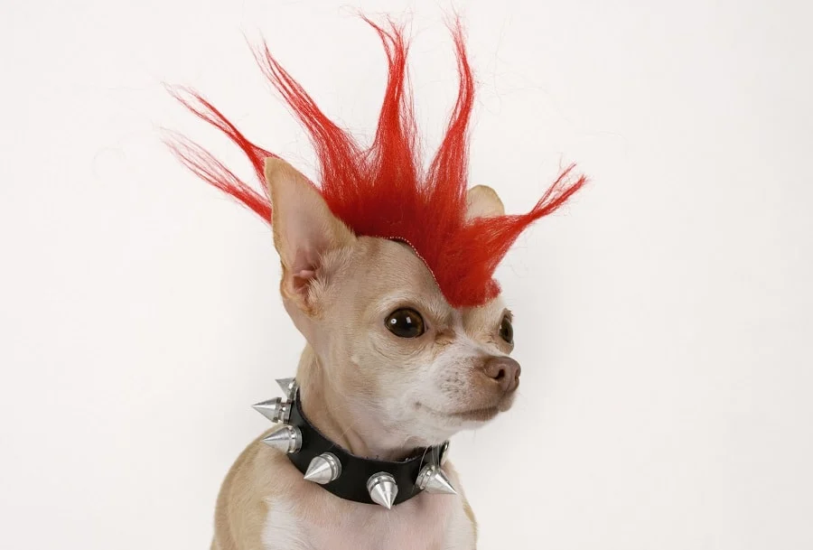 bad spiky hairstyle for dogs