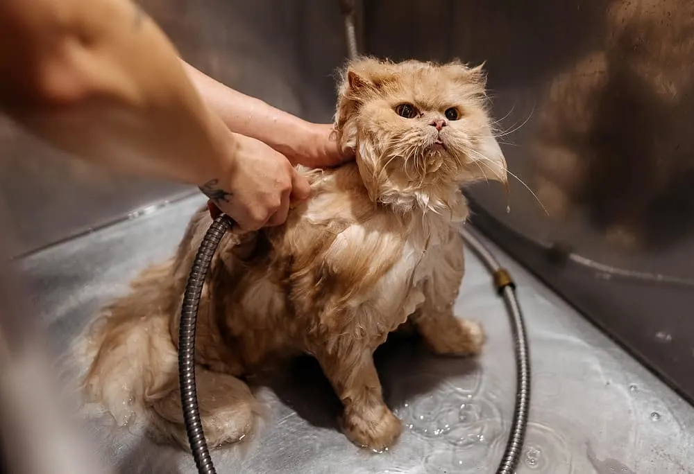 bathe long haired cat regularly