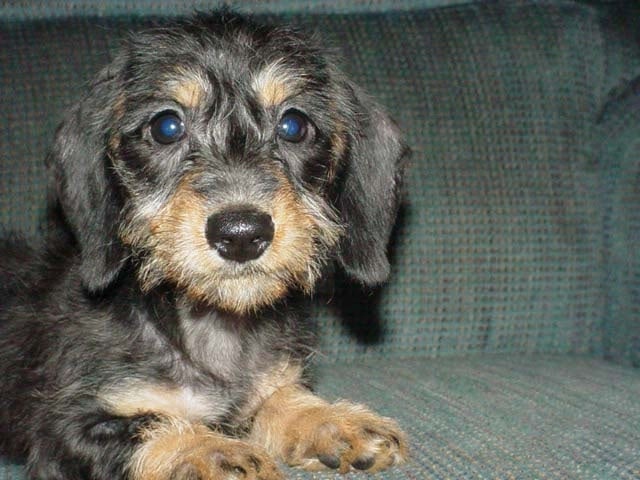 wire haired dachshund