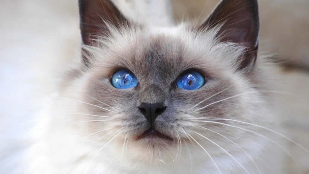  Long Hair Cat Breed