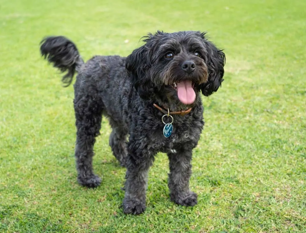 black cavapoo haircut