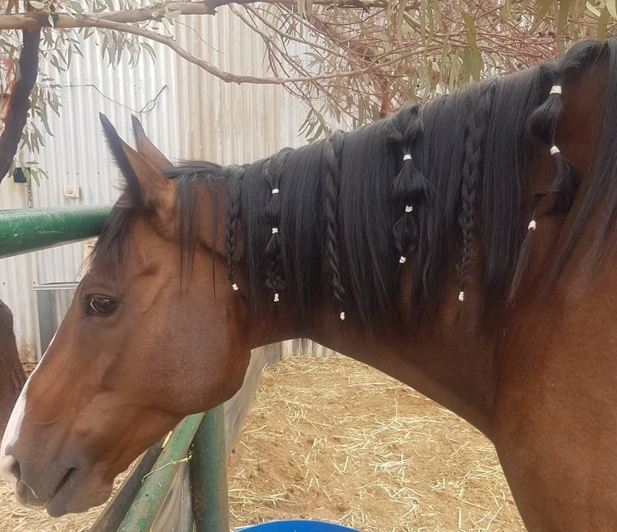 braided horse mane