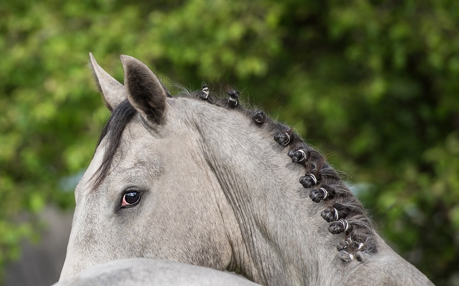 Braided knots on a horse's mane
