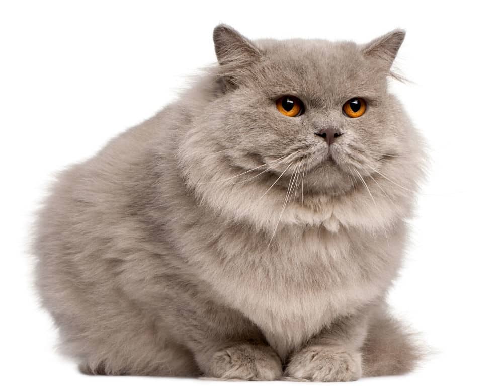  British Long Hair Cat Breed