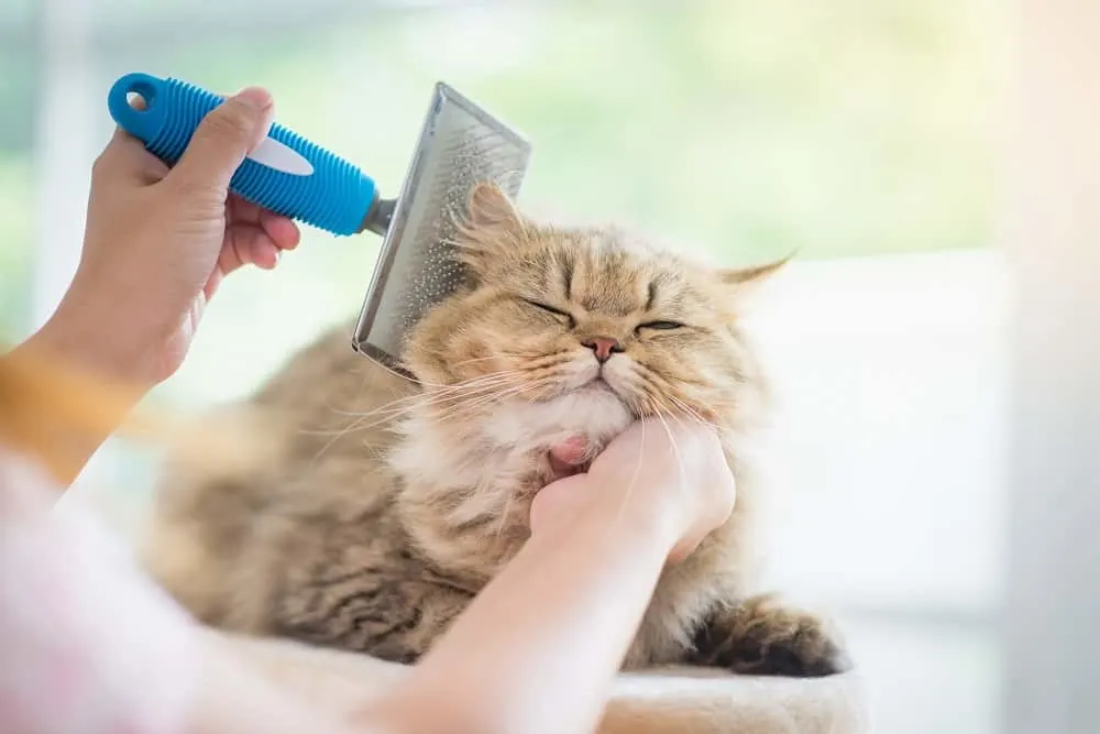 brushing long furred cat