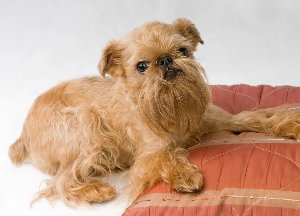 brussels griffon long haircut