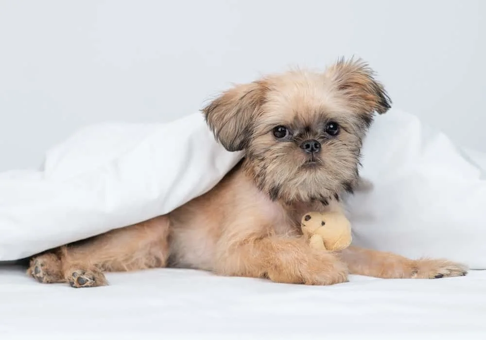 brussels griffon puppy haircut