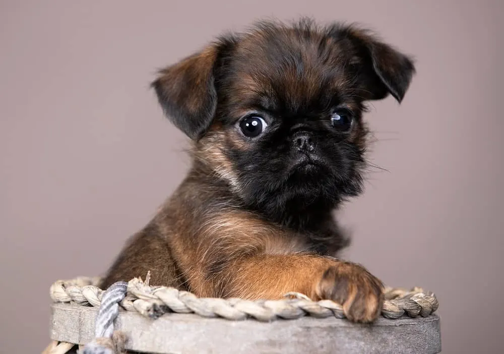 brussels griffon short haircut