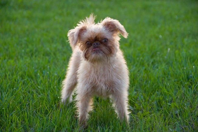 do brussels griffon shed