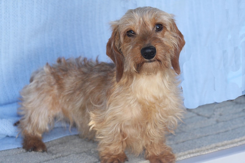 blonde haired dachshund