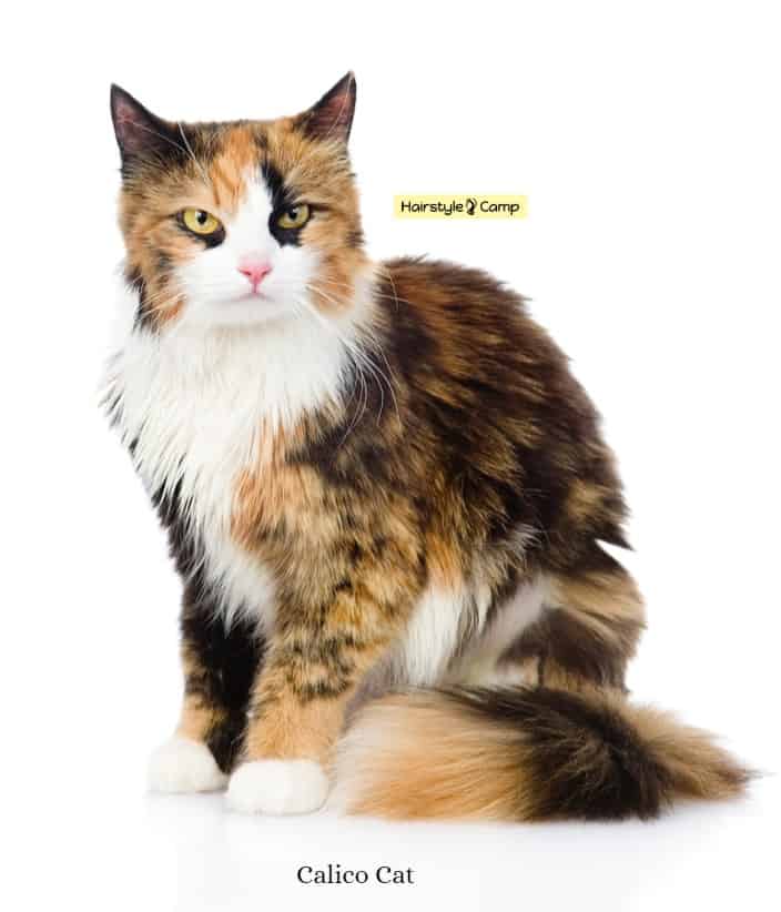 long-haired calico cat