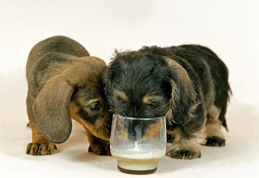 caring for wire haired dachshund