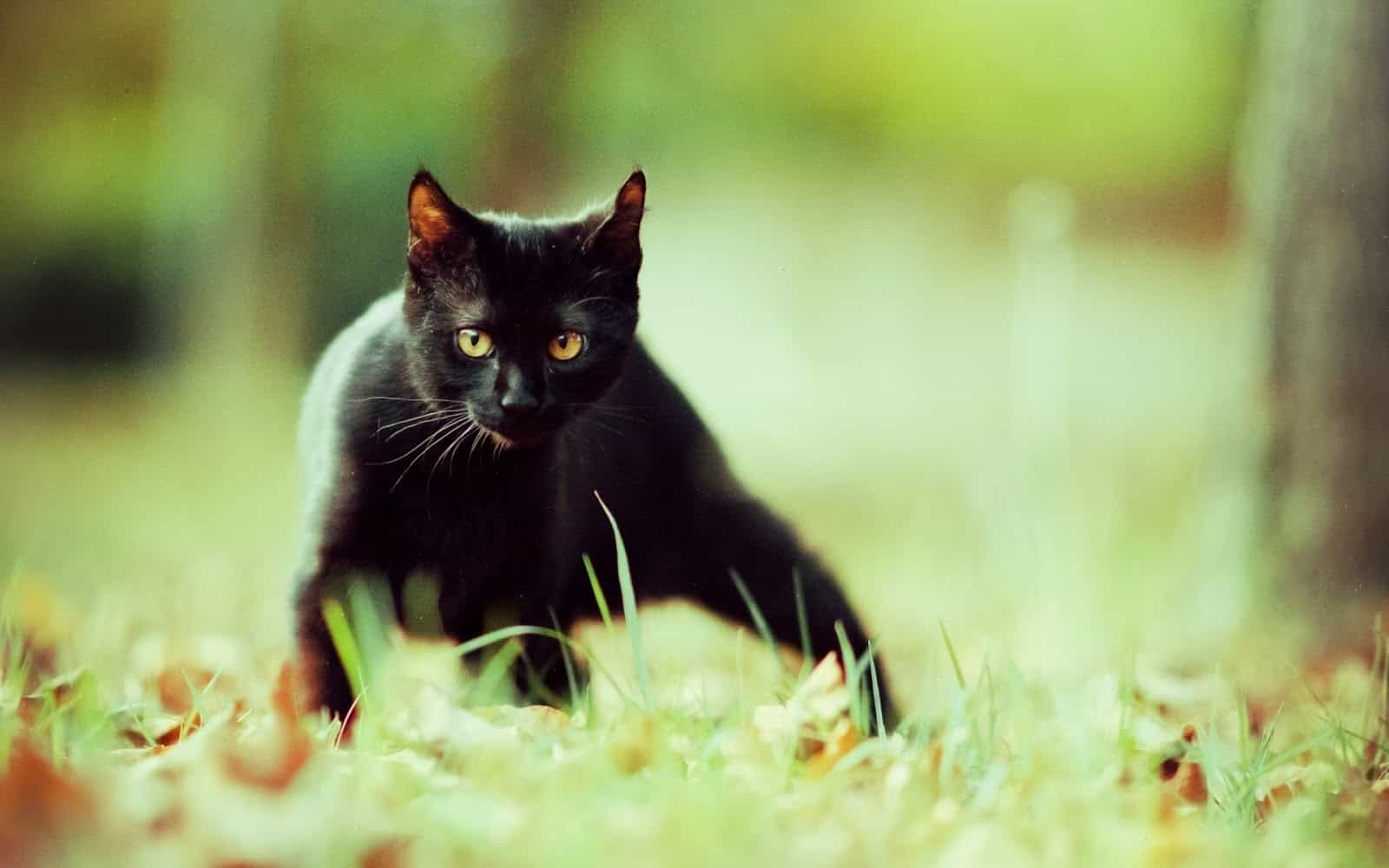 cat Black panther look 