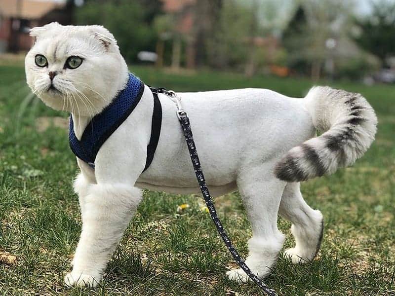 41 Wonderful Cats With Cute Haircuts 2021 Hairstyle Camp