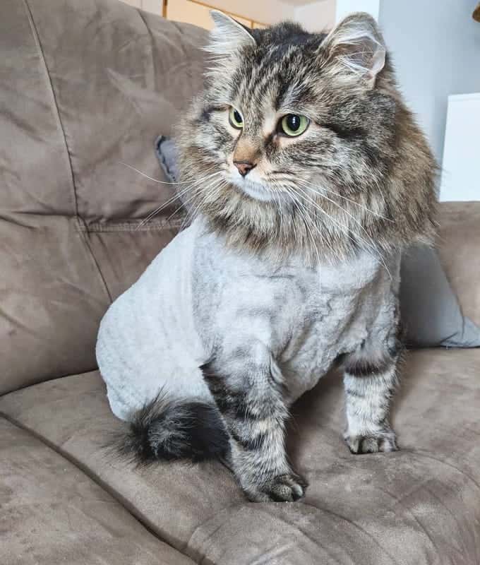 41 Wonderful Cats With Cute Haircuts 2021 Hairstyle Camp   Cat Haircuts 11 