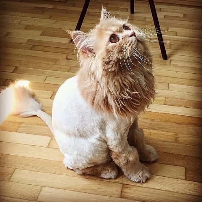 41 Wonderful Cats With Cute Haircuts 2021 Hairstyle Camp   Cat Haircuts 12 