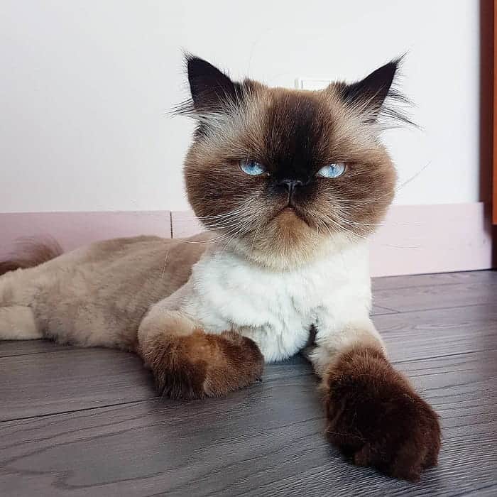 41 Wonderful Cats with Cute Haircuts (2021) Hairstyle Camp