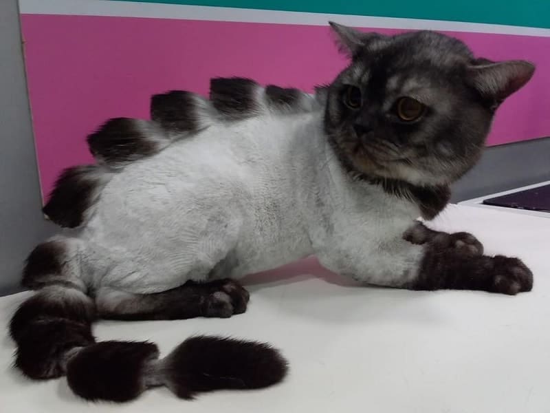 41 Wonderful Cats With Cute Haircuts 2021 Hairstyle Camp   Cat Haircuts 2 