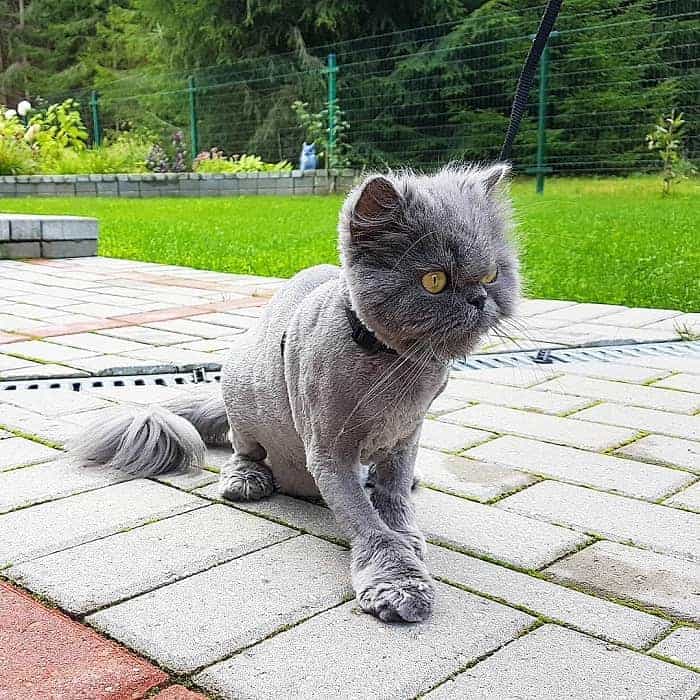 41 Wonderful Cats with Cute Haircuts (2021) Hairstyle Camp