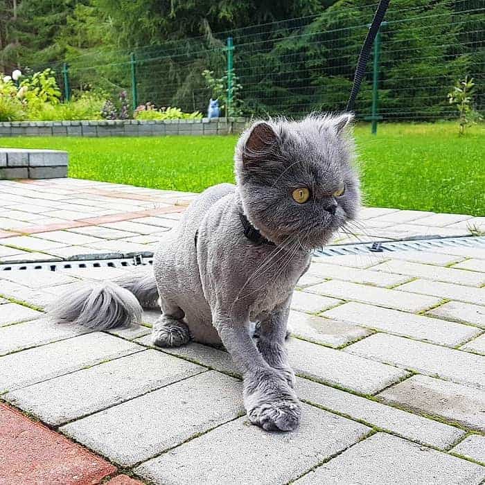 Cat Haircuts 20 