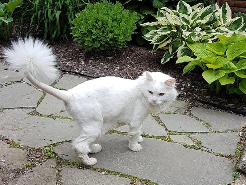 41 Wonderful Cats With Cute Haircuts 2021 Hairstyle Camp   Cat Haircuts 4 