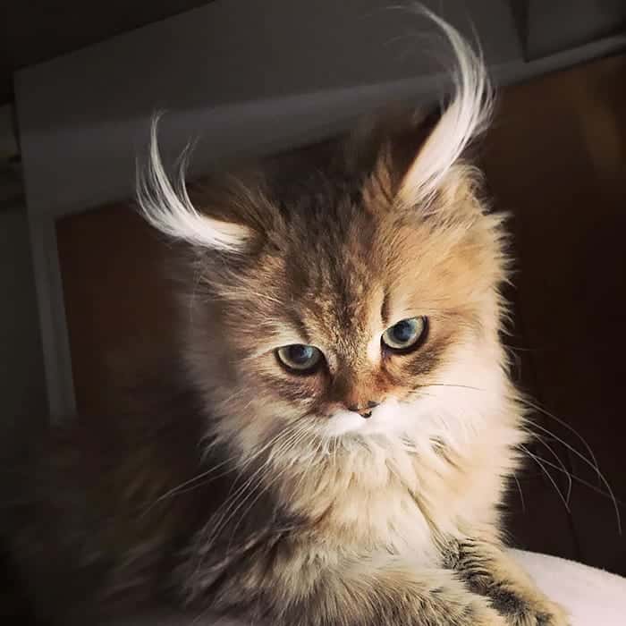 cute haircuts for cat