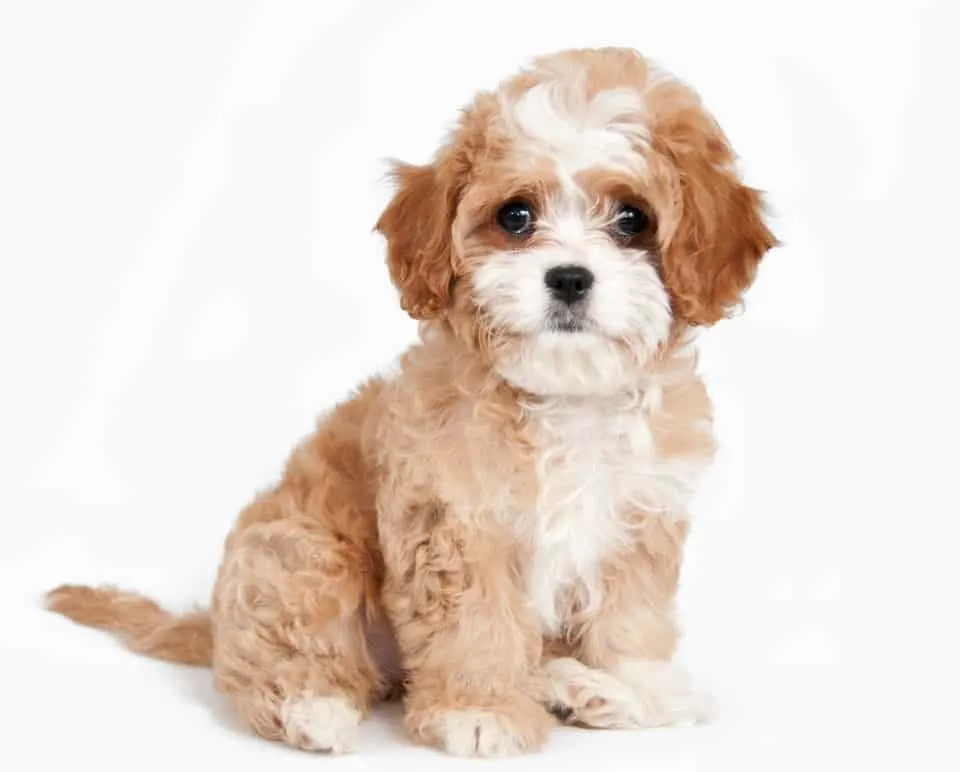 cavapoo puppy haircut