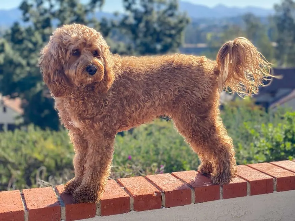 cavapoo dog haircut