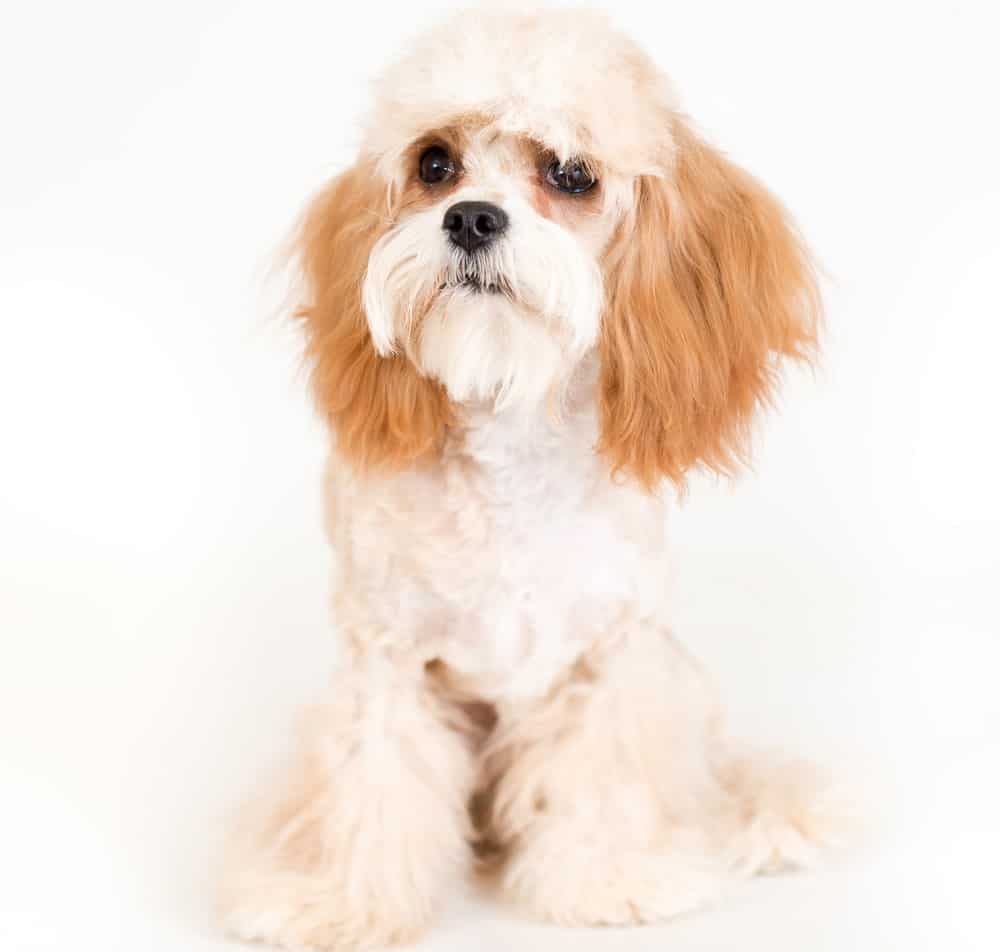 cavapoo with trimmed hair