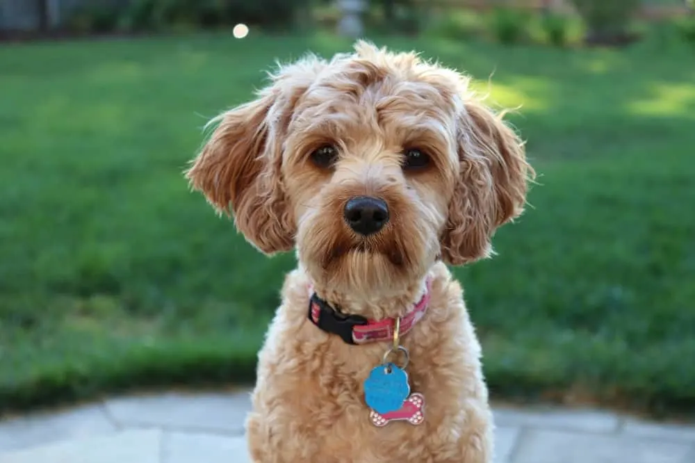 cavapoo haircut