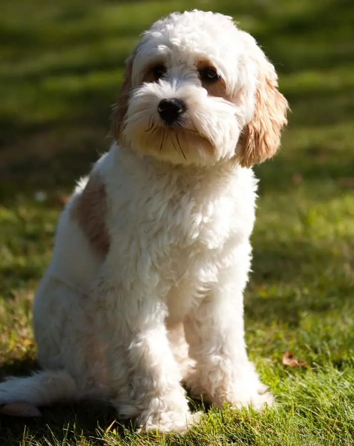 cavapoo dog haircut