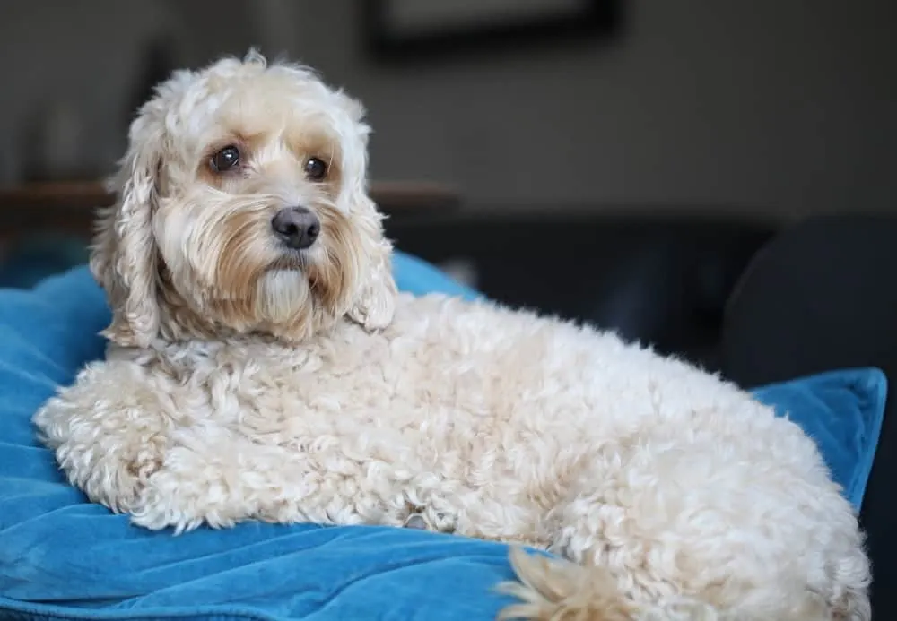 long cockapoo hair