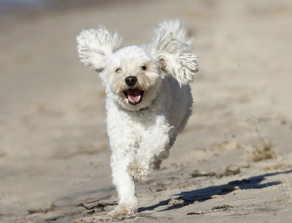 cockapoo puppy haircut 