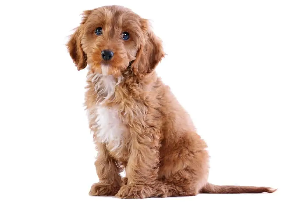 short cockapoo haircut 