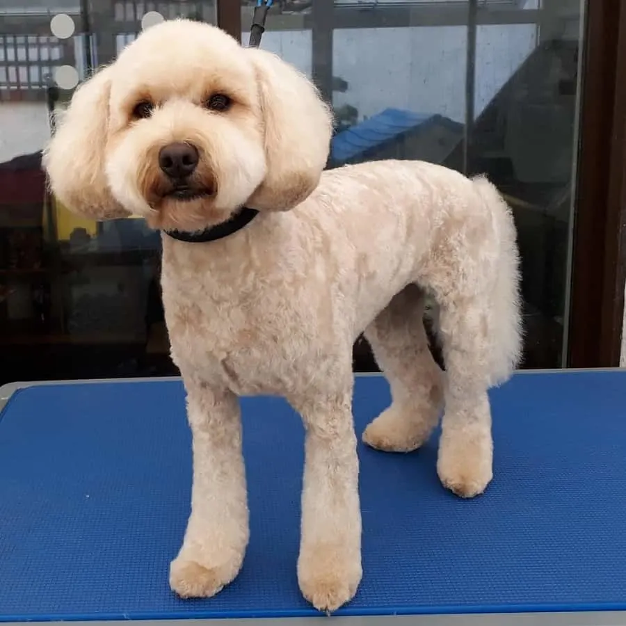 cockapoo puppy haircut 