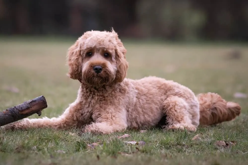 cockapoo haircut 