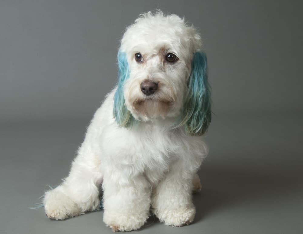 cockapoo with blue hair