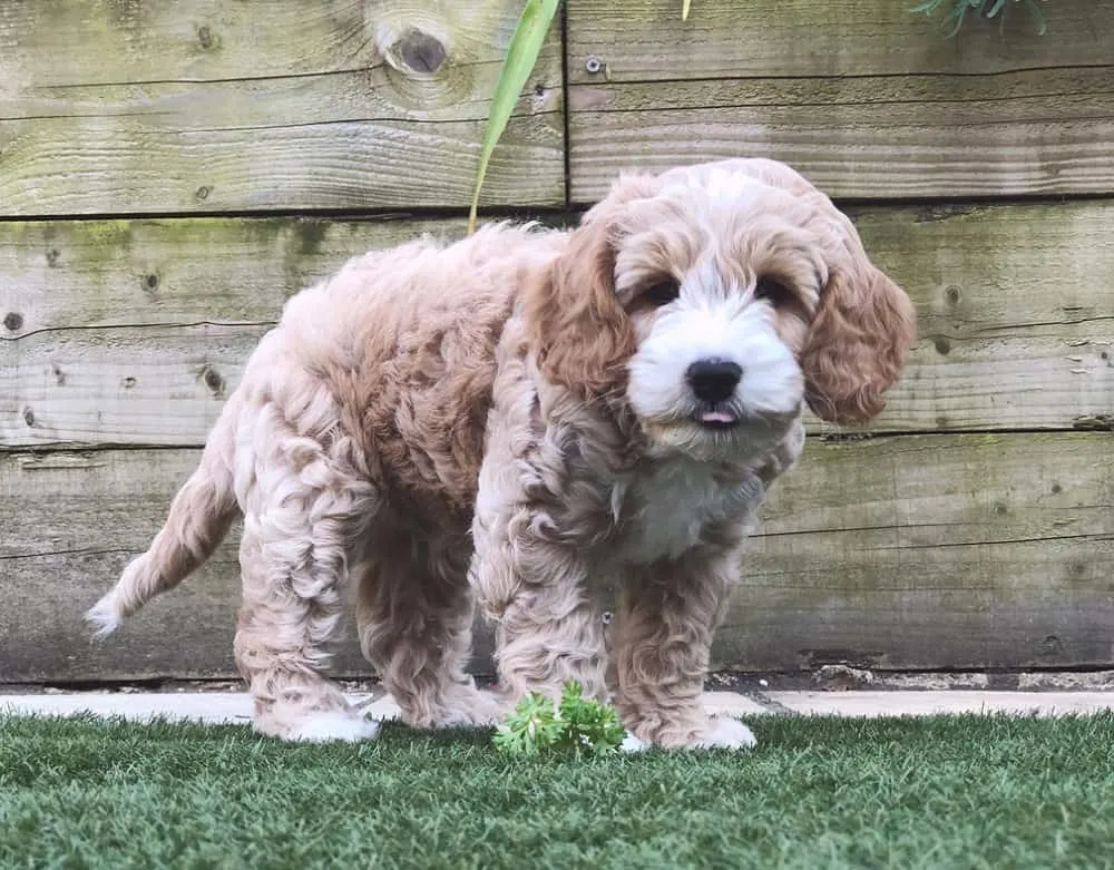 cockapoo haircut