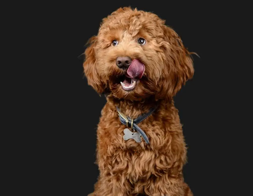 brown cockapoo haircut 