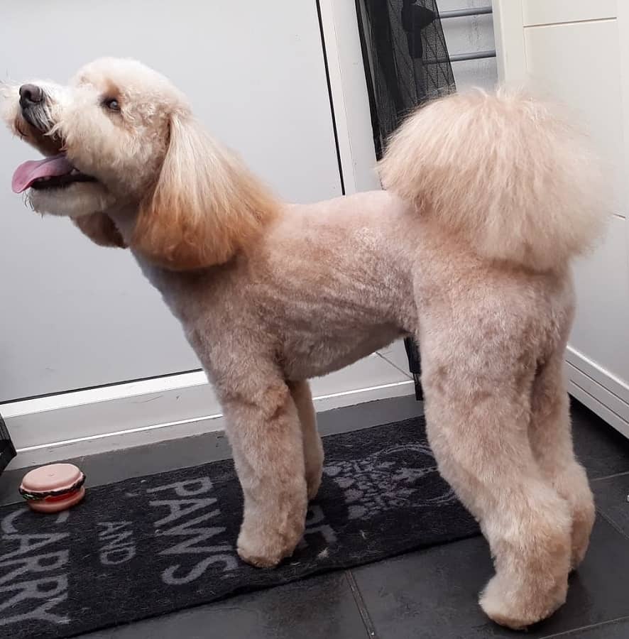 cockapoo dog haircut