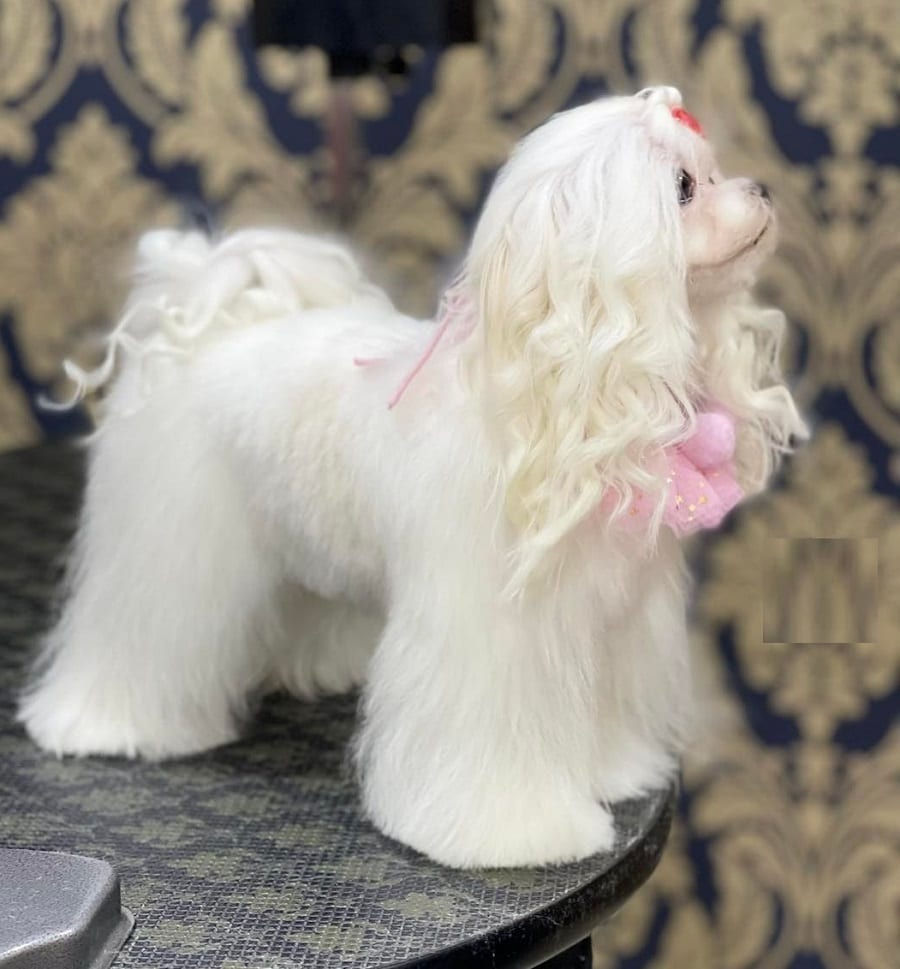 Curly ponytail for Maltese dogs