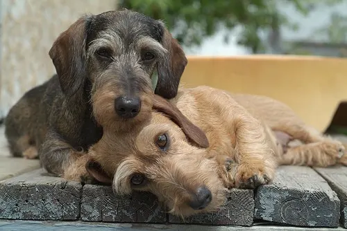 wire haired dachshund