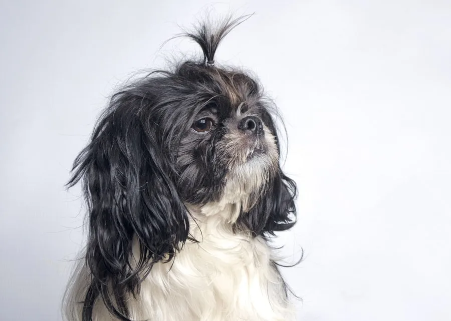 dog with bad haircut