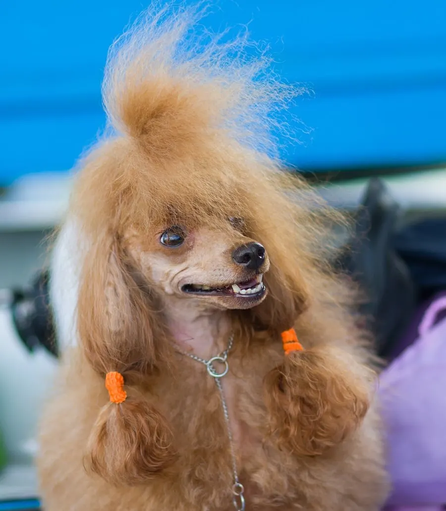 dog with bad hairstyle