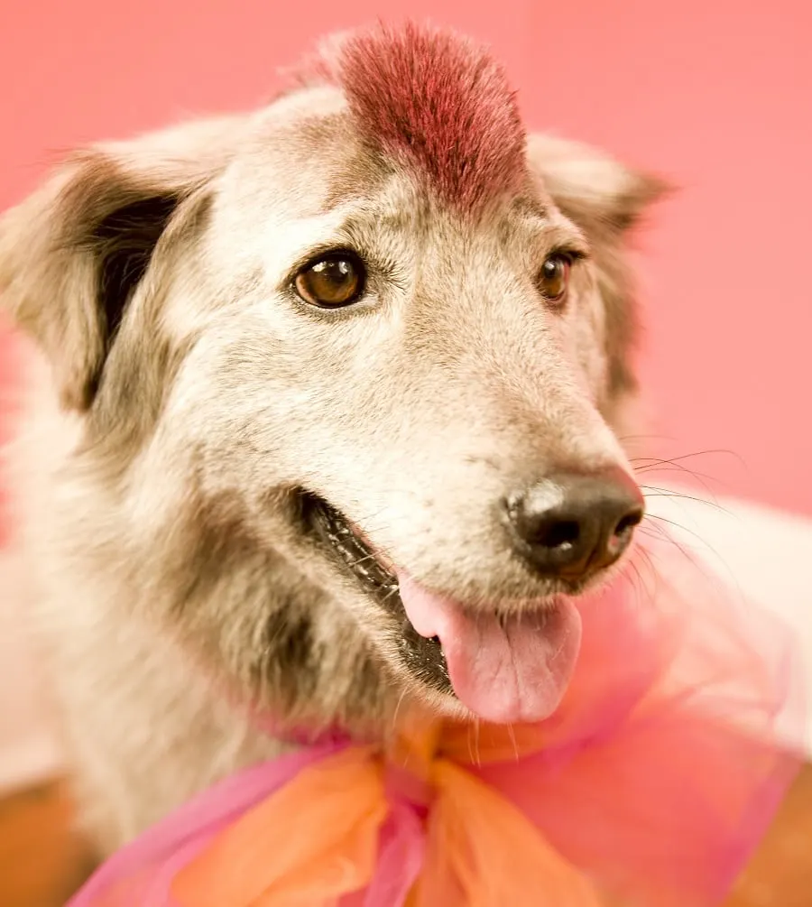 dog with bad mohawk haircut