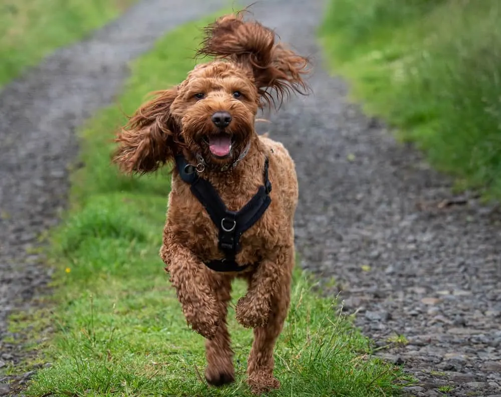 funny cockapoo haircut