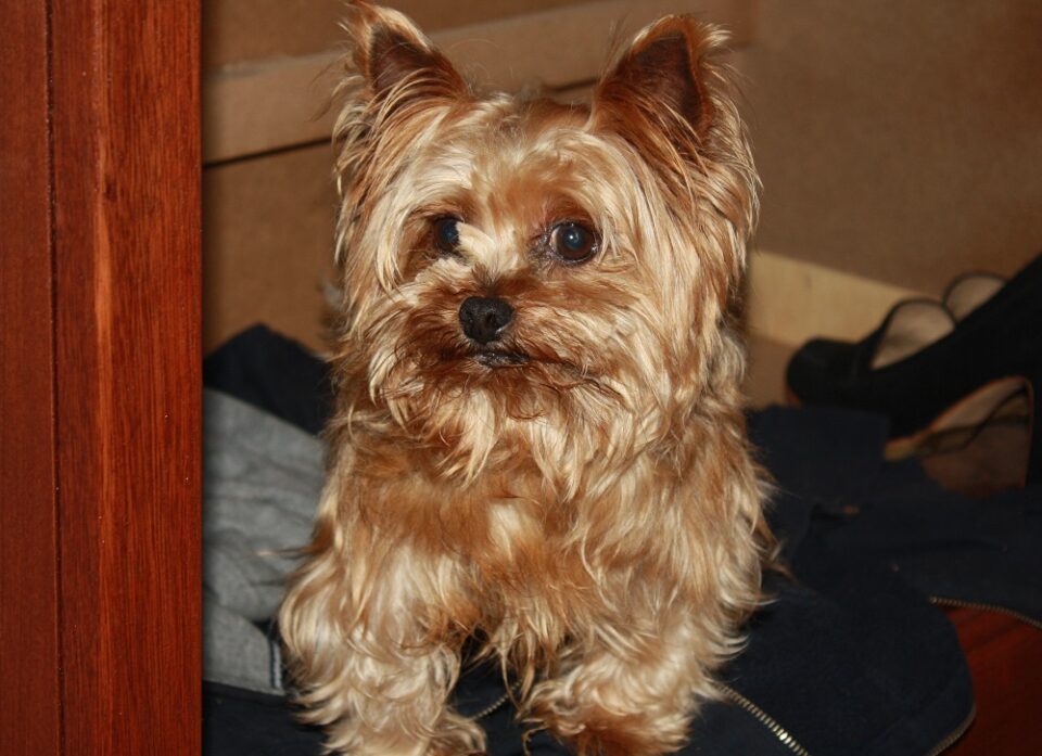 60 Damn Cute Yorkie Haircuts For Your Puppy – HairstyleCamp