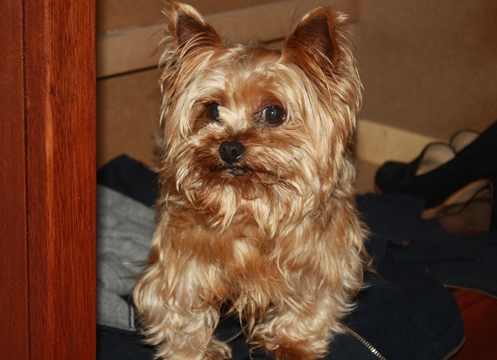 golden yorkie puppy haircut