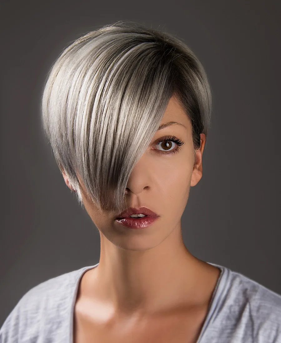 grey pixie bob